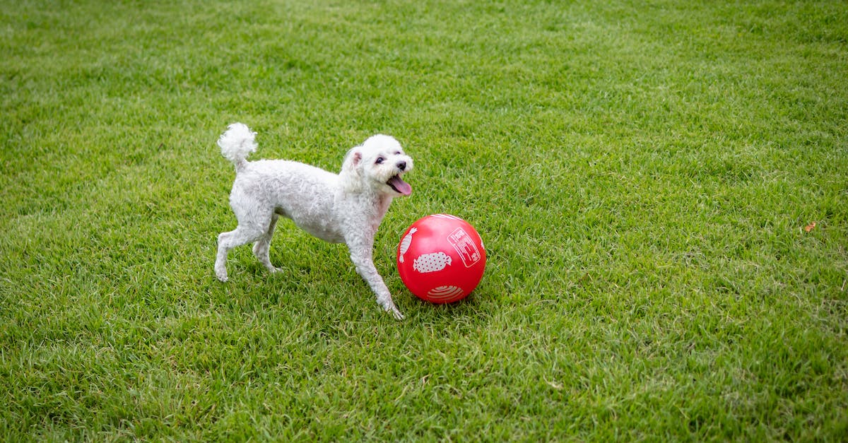 How to change the difficulty of a field in GemCraft Chasing Shadows? - White Poodle Chasing the Red Ball How to change the difficulty of a field in GemCraft Chasing Shadows? - White Poodle Chasing the Red Ball
