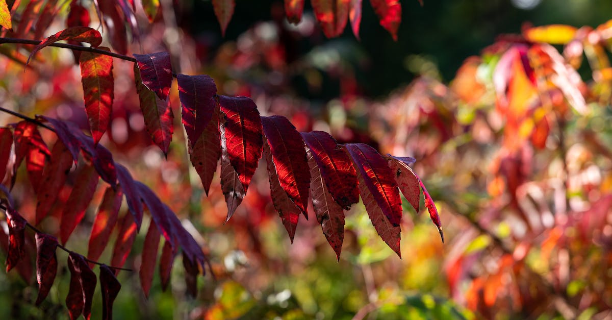 How to change weapons? - Red and Green Leaves in Tilt Shift Lens