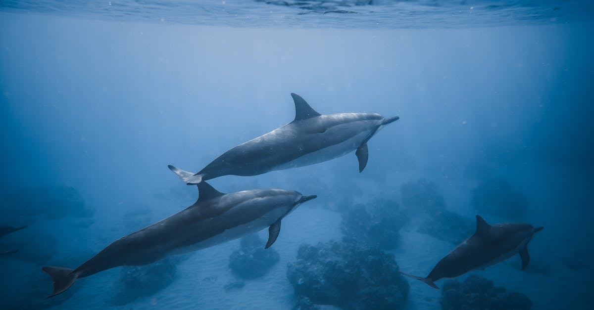 How to clear a control group in Starcraft 2? - Swimming dolphins near coral reef
