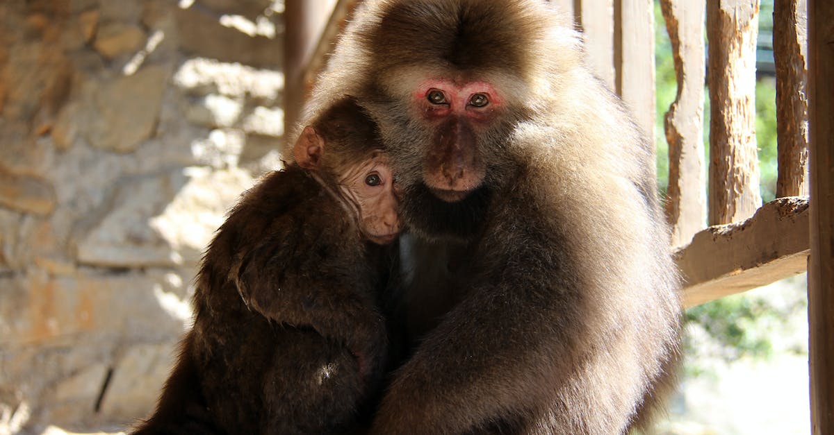 How to complete Operation Bloodhound competitive mission in zoo or safari? - Brown Monkey Sitting on Gray Concrete Wall How to complete Operation Bloodhound competitive mission in zoo or safari? - Brown Monkey Sitting on Gray Concrete Wall