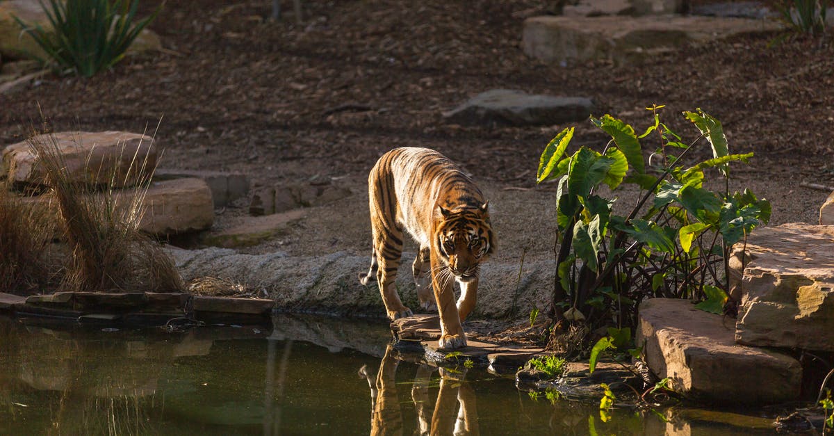How to complete Operation Bloodhound competitive mission in zoo or safari? - Brown and Black Tiger Drinking Water on River How to complete Operation Bloodhound competitive mission in zoo or safari? - Brown and Black Tiger Drinking Water on River