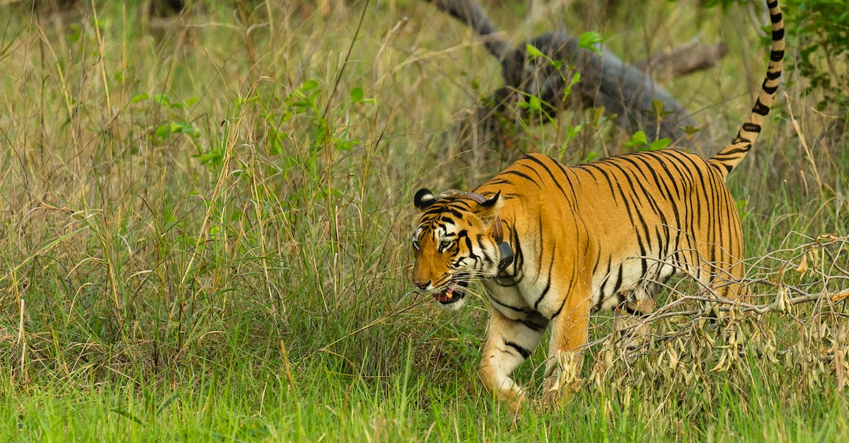 How to conquer India in EU4? - Brown and Black Tiger on Green Grass Field