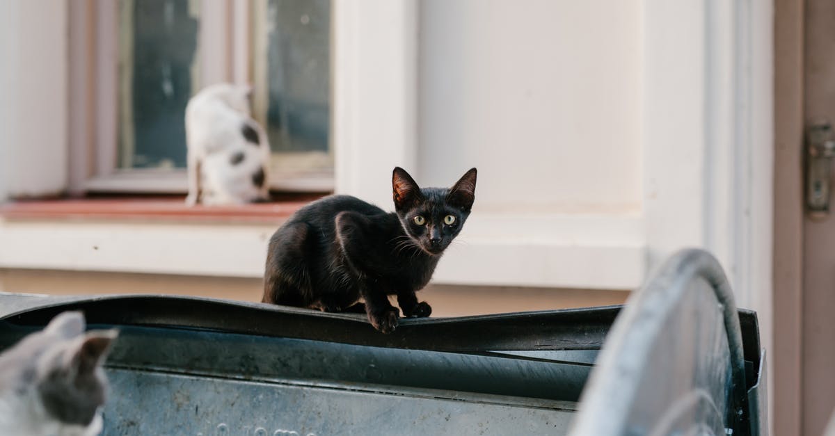 How to continue upgrading my hunter build? - Stray cats sitting on street near house