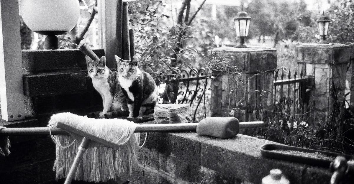 How to continue upgrading my hunter build? - Black and white of spotted cats sitting on brick border of messy house in countryside