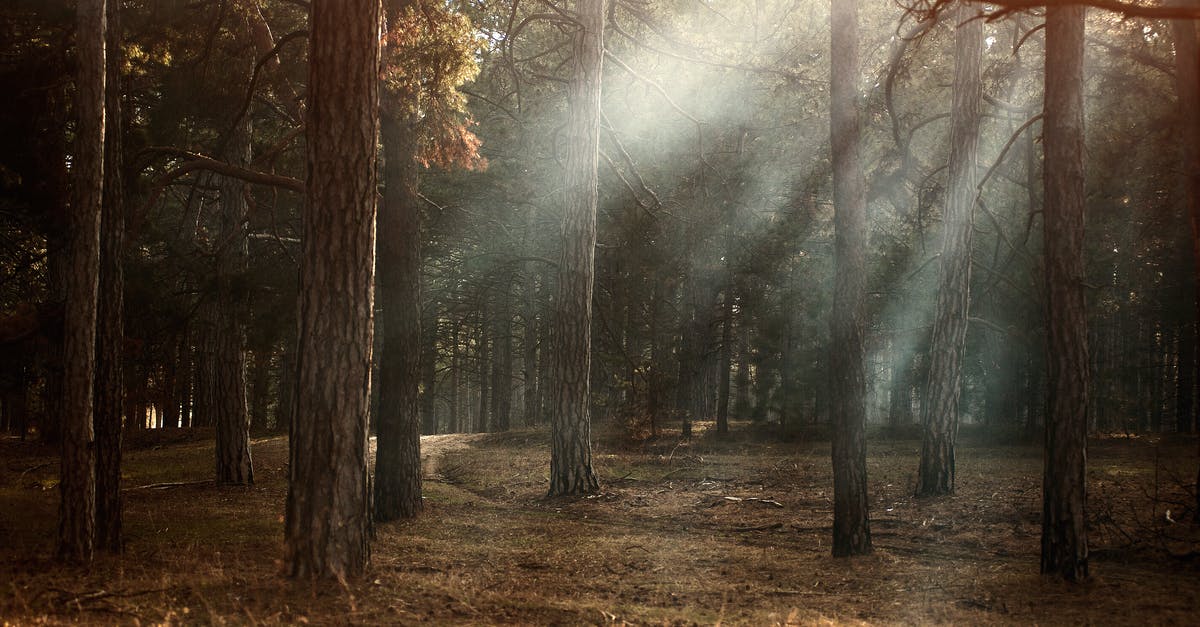 How to control shine bugs - Forest How to control shine bugs - Forest