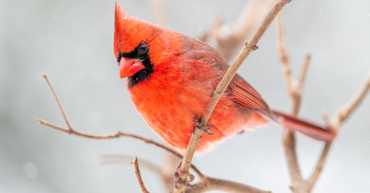 How to counter jets from little bird - Low angle of small northern cardinal perching on leafless tree branch in natural environment How to counter jets from little bird - Low angle of small northern cardinal perching on leafless tree branch in natural environment