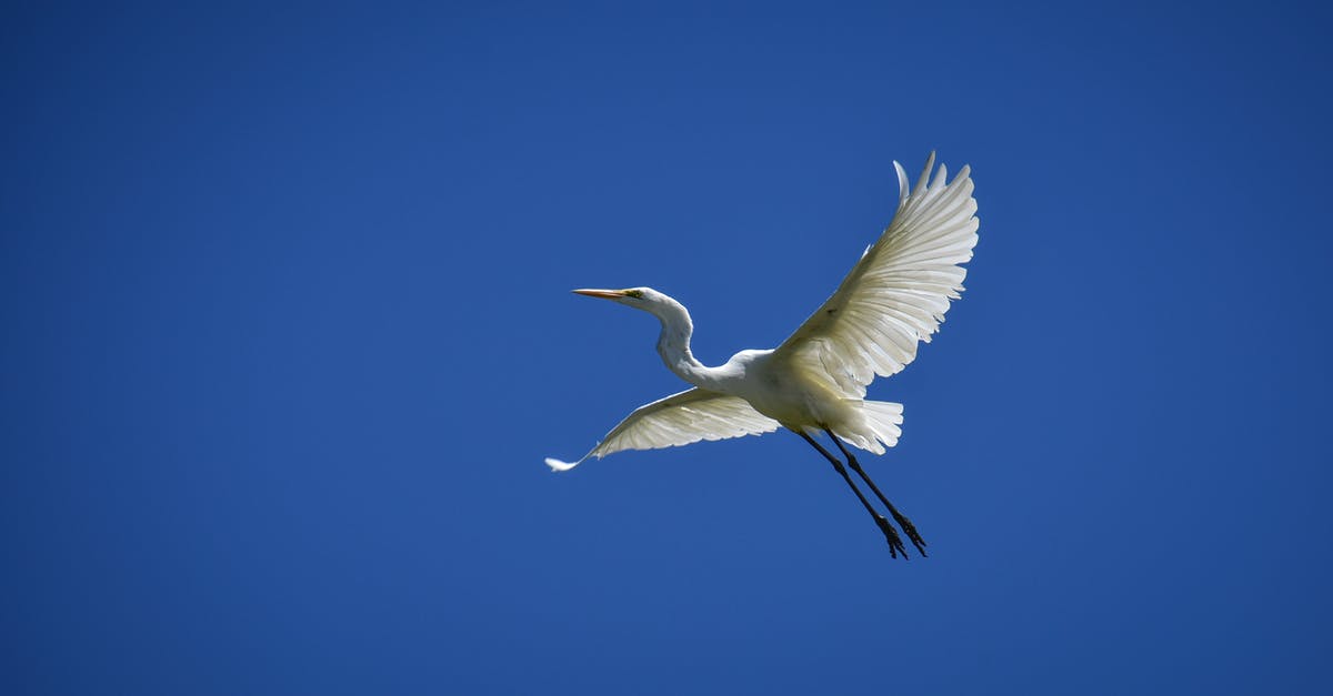How to counter jets from little bird - White egret flying in blue sky How to counter jets from little bird - White egret flying in blue sky
