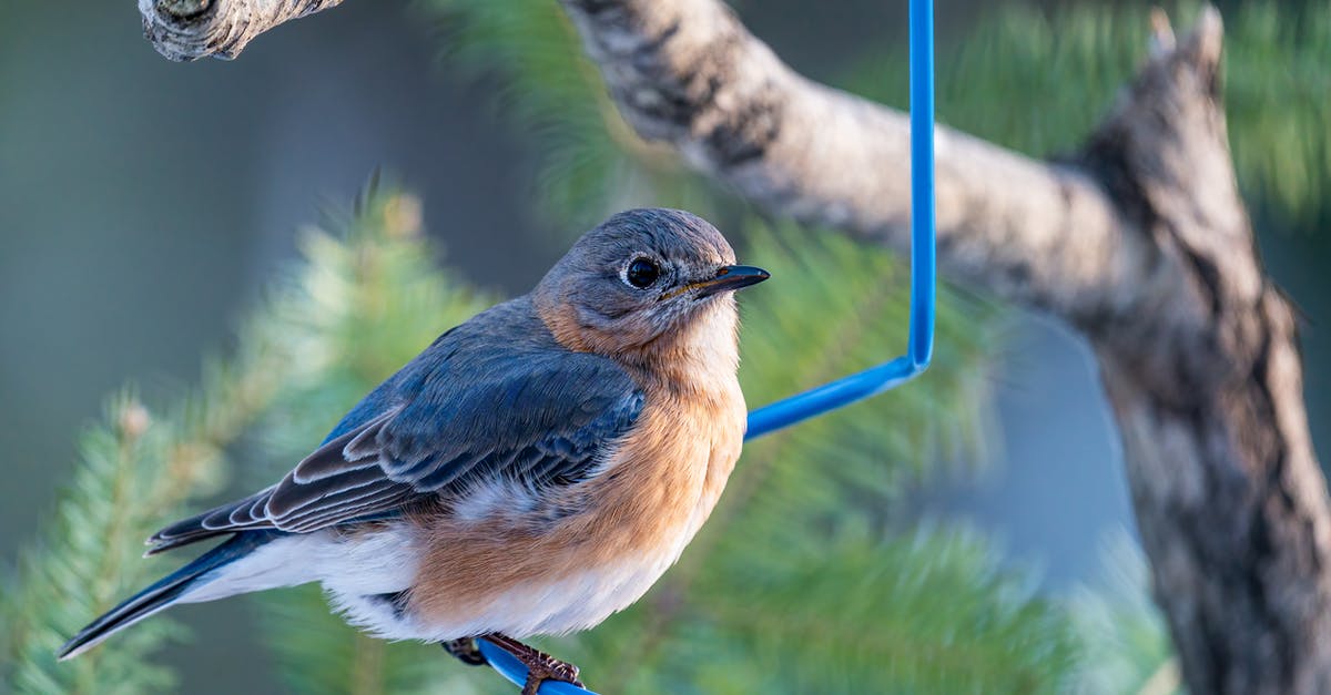 How to counter jets from little bird - Closeup of little colorful female bird from thrush family sitting on blue feeder with larvas hanging on coniferous tree branch How to counter jets from little bird - Closeup of little colorful female bird from thrush family sitting on blue feeder with larvas hanging on coniferous tree branch