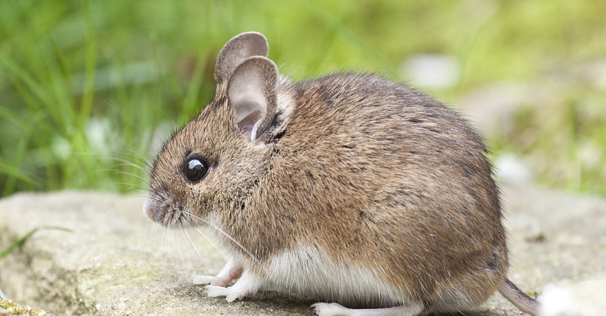 How to create mouse specific buttons in windows [closed] - Brown and White Land Animal