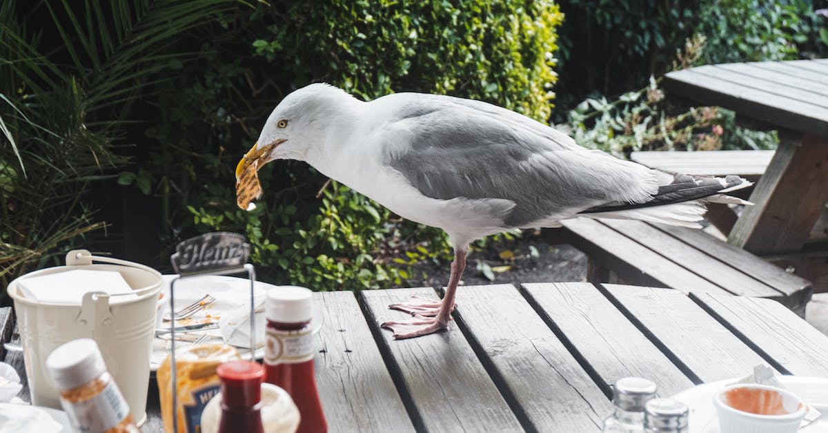 How to cycle through the various units/buildings in a single control group? - Seagull with food in beak on wooden table with various sauces on veranda of cafeteria near green plants on street How to cycle through the various units/buildings in a single control group? - Seagull with food in beak on wooden table with various sauces on veranda of cafeteria near green plants on street