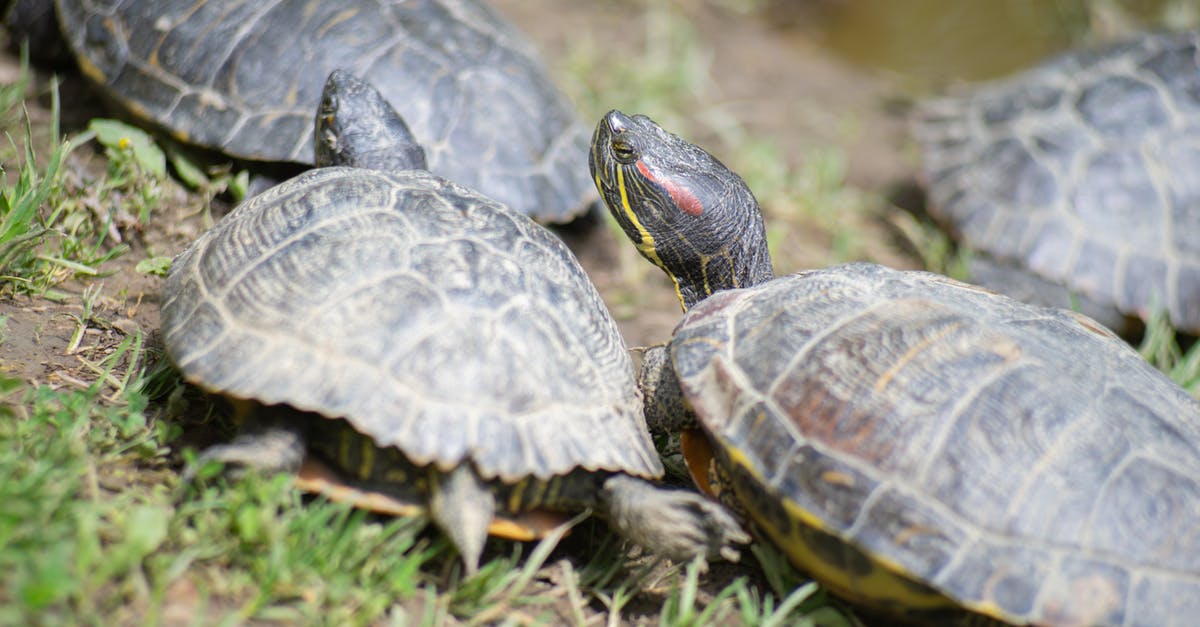 How to deal with Turtle's shield - Black and Gray Turtle on Green Grass How to deal with Turtle's shield - Black and Gray Turtle on Green Grass