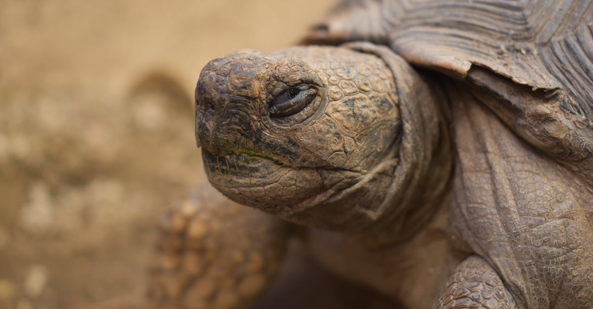 How to deal with Turtle's shield - Wild turtle on ground in wildlife How to deal with Turtle's shield - Wild turtle on ground in wildlife