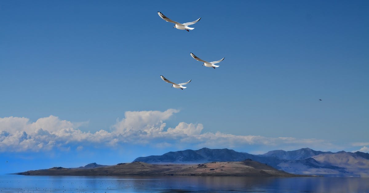 How to defeat the final three predators in the alien campaign on Nightmare difficulty? - White Bird Flying over the Lake