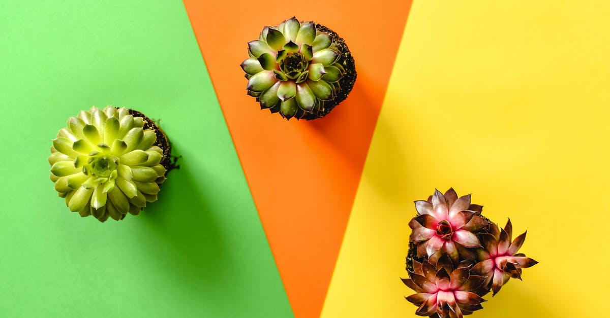 How to differentiate enemies from allies in Battlefield 1 for a color-blind? - Green Succulent Plant on Pink and Yellow Surface How to differentiate enemies from allies in Battlefield 1 for a color-blind? - Green Succulent Plant on Pink and Yellow Surface