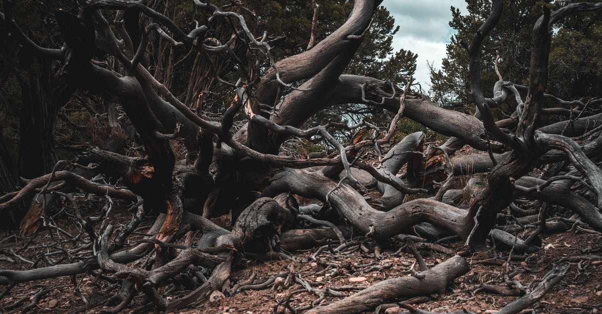 How to disable Galactic Civilization 3 debug log - Brown Tree Branches on Ground How to disable Galactic Civilization 3 debug log - Brown Tree Branches on Ground