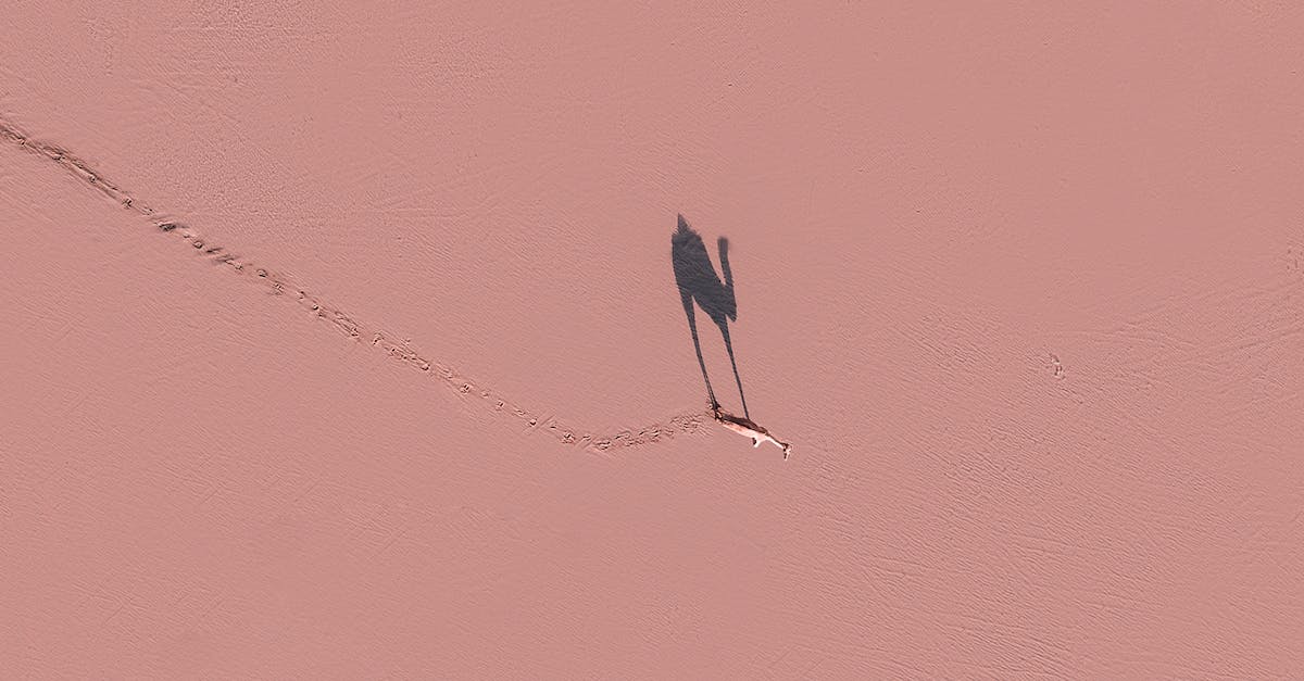 How to disable the trace shown on the runway? - Camel walking on pink surface in sunny day