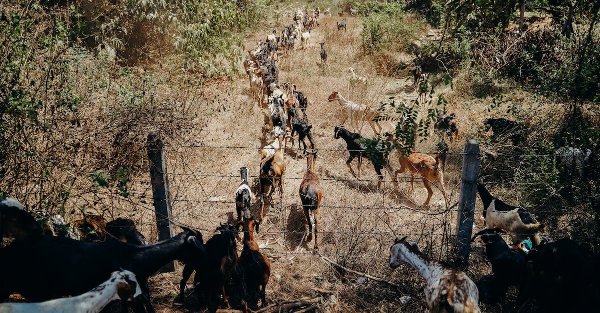 How to disable/enable land protection without losing ownership list in a minecraft server? - Photo of Goats on Brown Grass Field How to disable/enable land protection without losing ownership list in a minecraft server? - Photo of Goats on Brown Grass Field