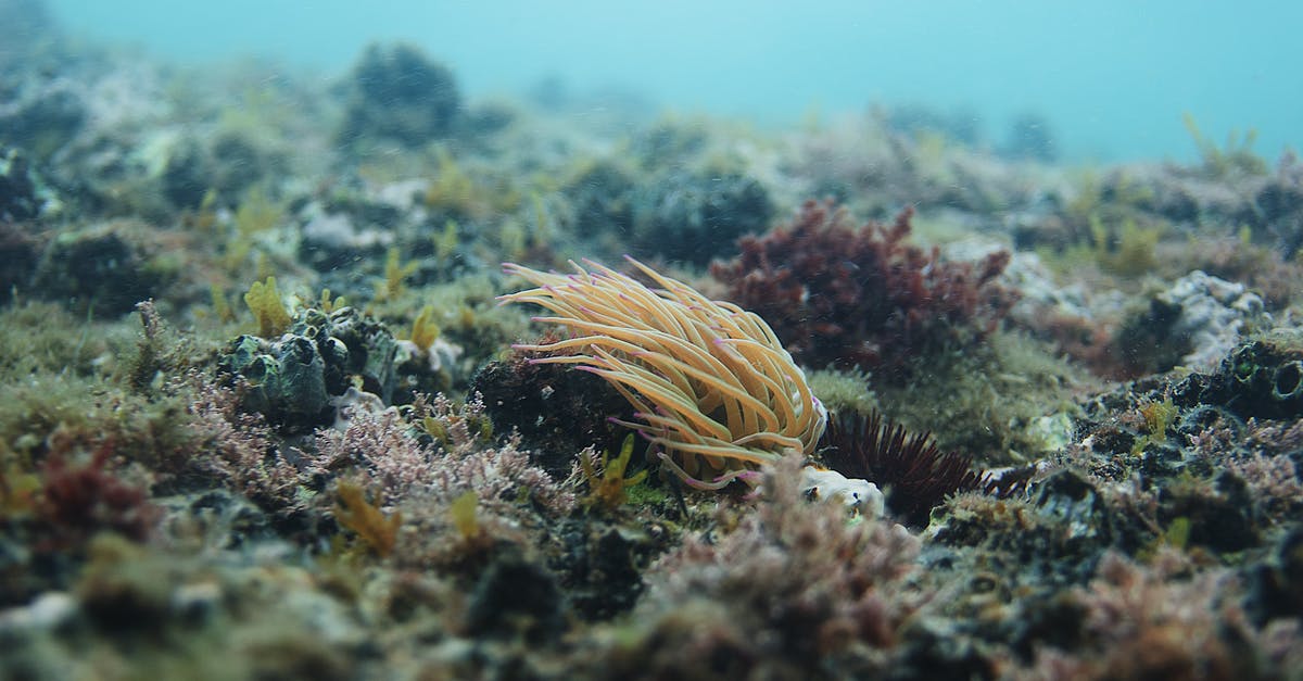 How to embiggen font in Civilisation / Wonders of the World (F7) - Spectacular underwater scenery with wild plants growing on bottom of sea with clean transparent turquoise water