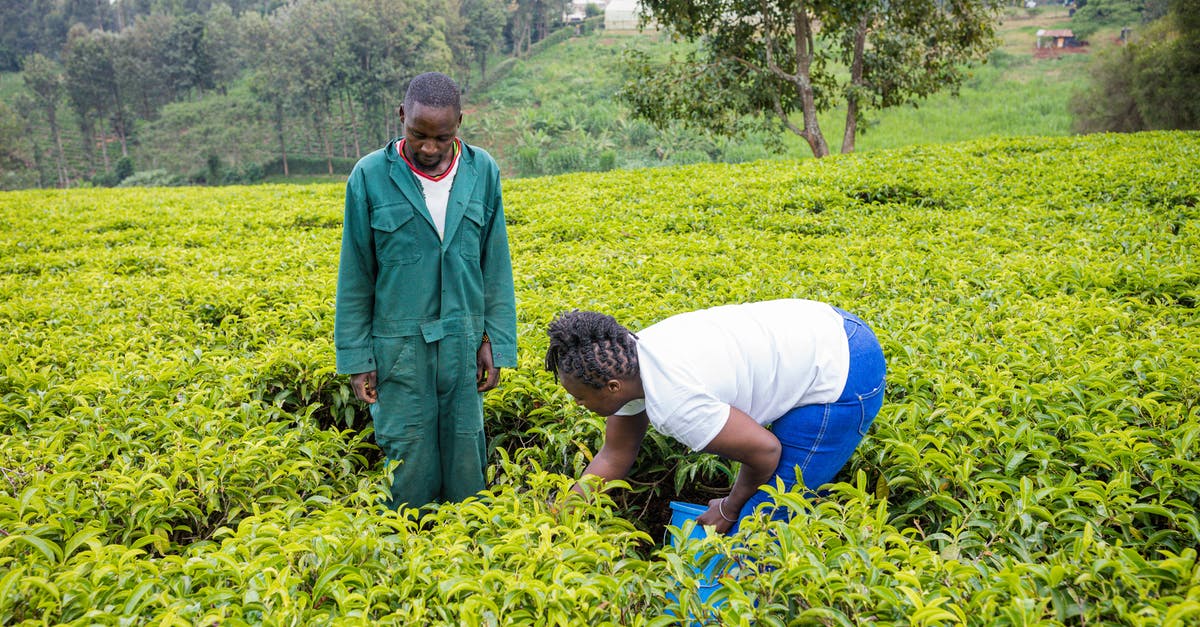 How to farm key molds? - Man and Woman Checking the Crops How to farm key molds? - Man and Woman Checking the Crops
