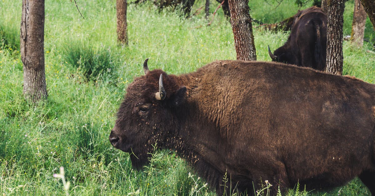 How to farm large amount of studs in Lego Star Wars The Force Awakens - Brown Bison Beside Tree