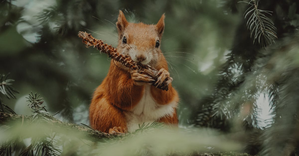 How to feed hopper when owned by prisoners? - Squirrel eating cone in forest