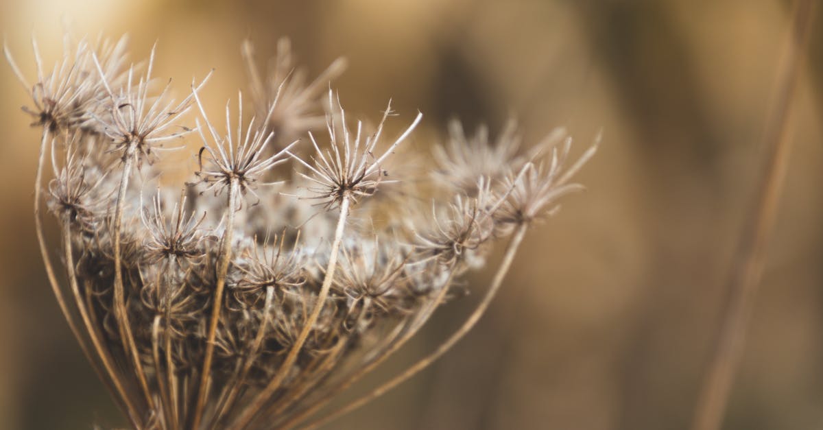 How to figure out someone's seed in Minecraft? [duplicate] - Shallow Focus Photography of White Boneset Flower