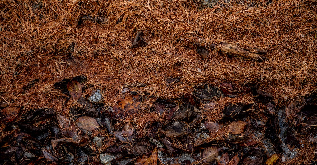 How to find a golden dropping fossil? - From above of wet yellow needles of pine trees covering rocks in autumn forest
