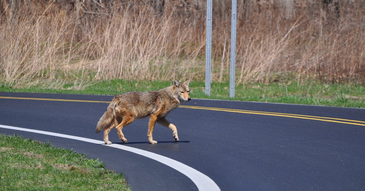 How to find Jack on my Animal Crossing island? - Brown Coyote Crossing the Curve Roadway