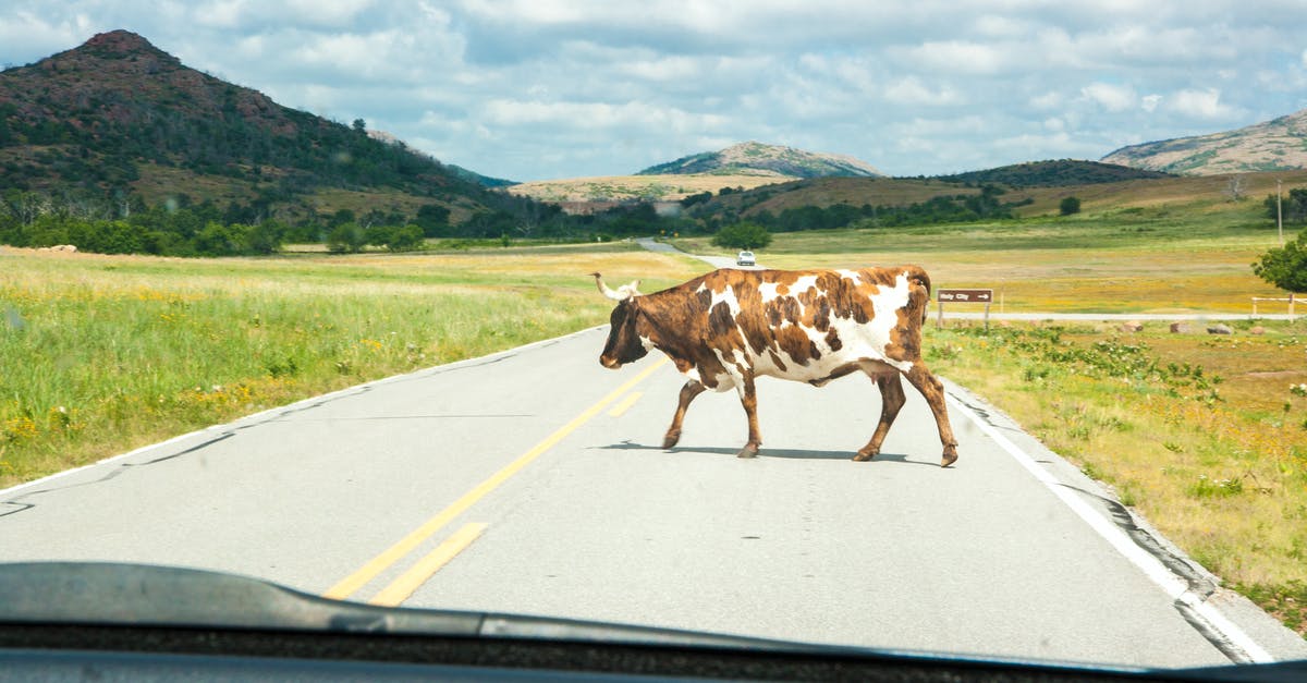 How to find Jack on my Animal Crossing island? - Photo of Cow Crossing the Road