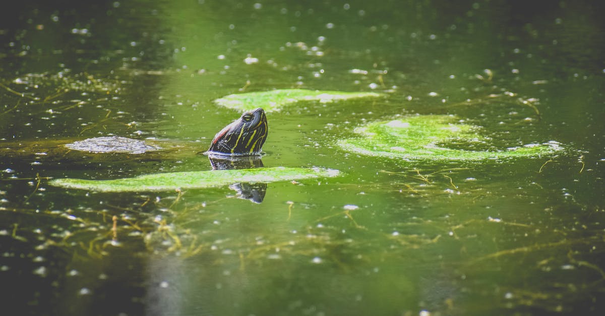 How to find the green slime in Slime Rancher? - Wild turtle swimming in water of small pond with green plants in nature