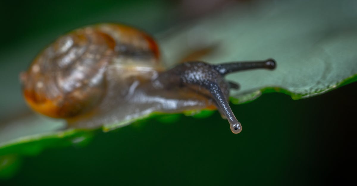 How to find the green slime in Slime Rancher? - A Close-up Shot of a Crawling Snail How to find the green slime in Slime Rancher? - A Close-up Shot of a Crawling Snail