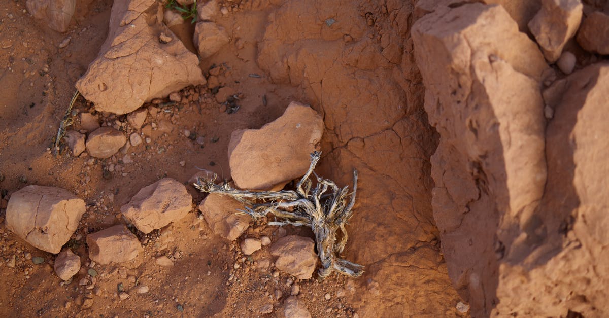 How to find treasure maps in Red Dead Redemption 2 Online? - From above of gray dry plant placed on red sand surface of desert area during hot dry day