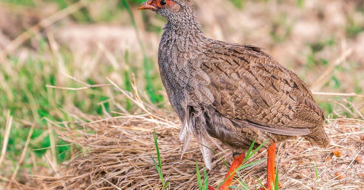 How to find villages? - Side view of single wild partridge with brown plumage walking on ground with dry grass in pasture in countryside