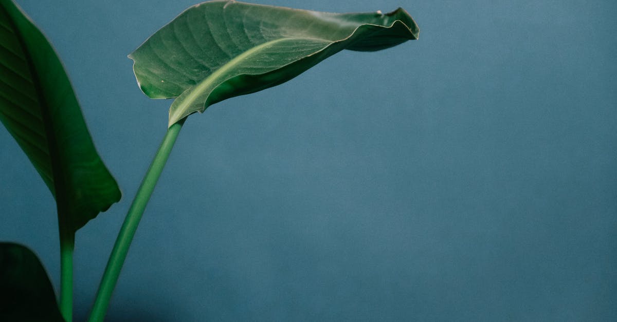 How to fix a glitch where objects are replaced with simple green shapes? - Plant with green leaves and stem growing on blue background in light place