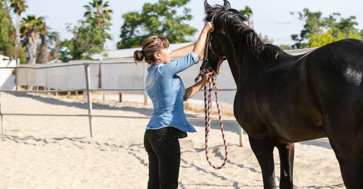 How to fix the horse glitch? - A Woman Fixing the Horse's Bridle How to fix the horse glitch? - A Woman Fixing the Horse's Bridle