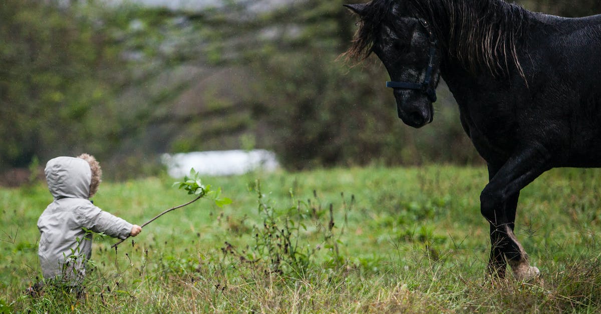 How to fix the horse glitch? - Black Horse on Green Grass Field How to fix the horse glitch? - Black Horse on Green Grass Field