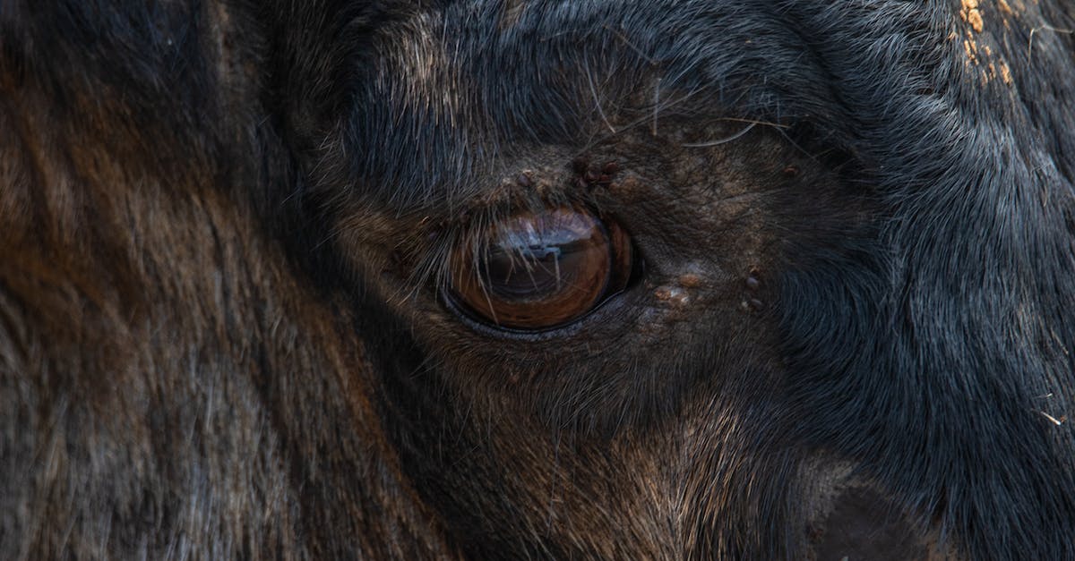 How to fix the horse glitch? - Close up of Horse Eye How to fix the horse glitch? - Close up of Horse Eye