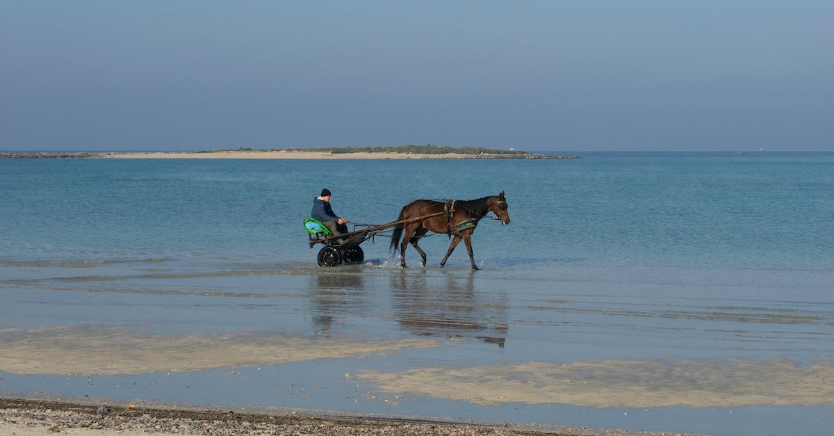 How to fix the horse glitch? - Man in Blue Shirt Riding Brown Horse on Beach How to fix the horse glitch? - Man in Blue Shirt Riding Brown Horse on Beach