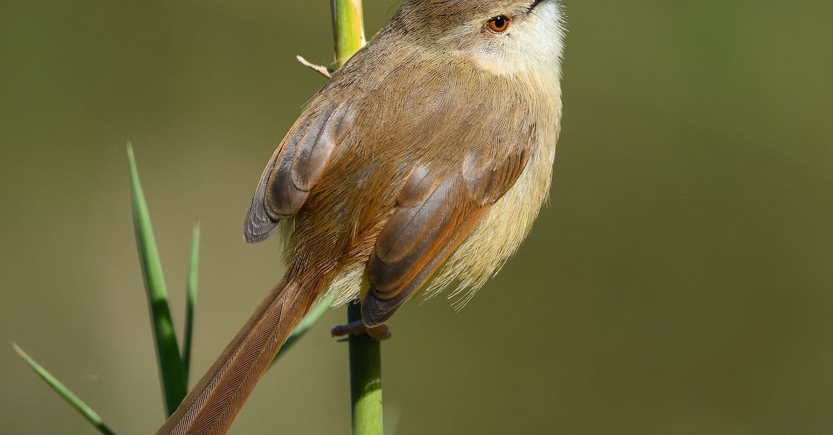 How to flank an enemy? - Brown and Black Bird on Green Stem How to flank an enemy? - Brown and Black Bird on Green Stem
