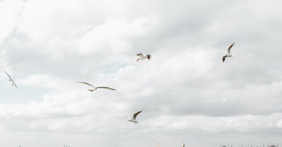 How to fly other ships [duplicate] - Seagulls Flying Over a Seashore 