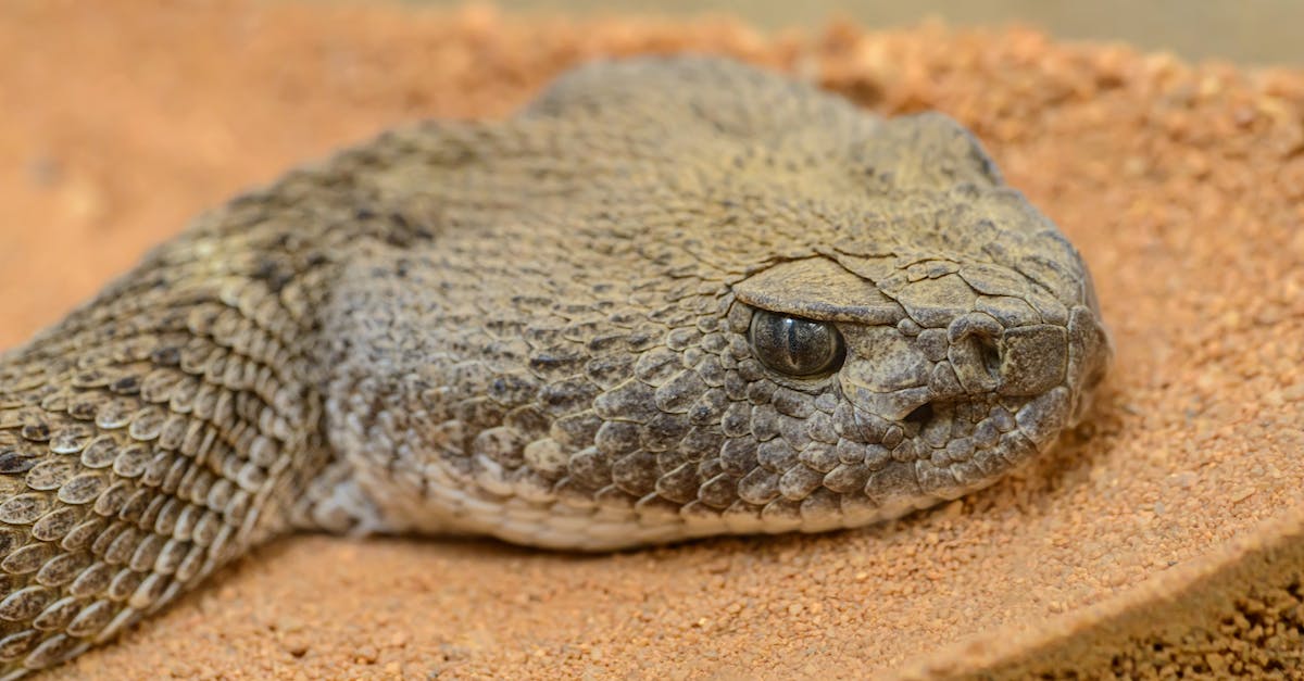 How to get a Head of the Serpent - From above side view of poisonous snake with open eyes and oval shaped pupils resting on shabby surface in zoological garden How to get a Head of the Serpent - From above side view of poisonous snake with open eyes and oval shaped pupils resting on shabby surface in zoological garden