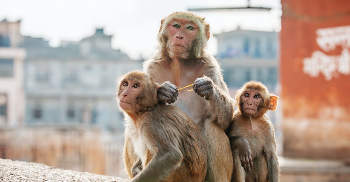 How to get a second city in Bloons Monkey City? - Fluffy wild monkey with cute babies on concrete fence in tropical city in daylight How to get a second city in Bloons Monkey City? - Fluffy wild monkey with cute babies on concrete fence in tropical city in daylight