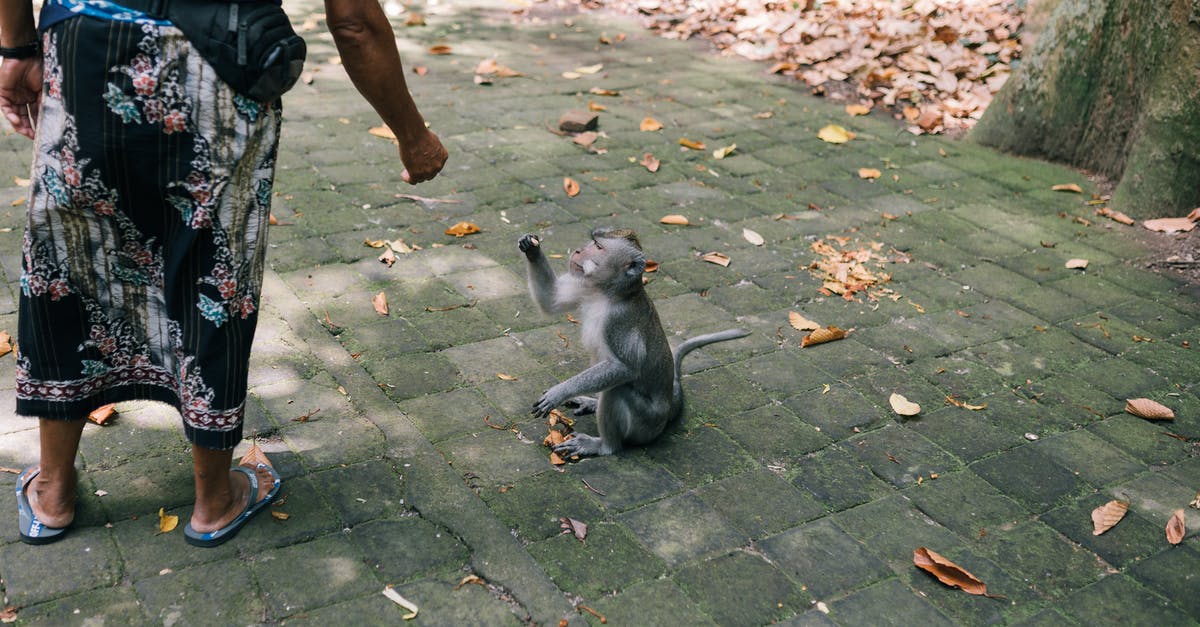 How to get a second city in Bloons Monkey City? - Gray Short Coated Small Sized Dog on Gray Concrete Floor How to get a second city in Bloons Monkey City? - Gray Short Coated Small Sized Dog on Gray Concrete Floor
