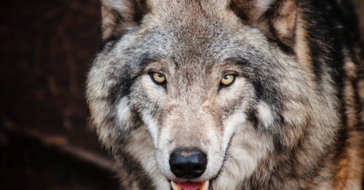 How to get a tamed wolf in a minecart? - Brown Wolf