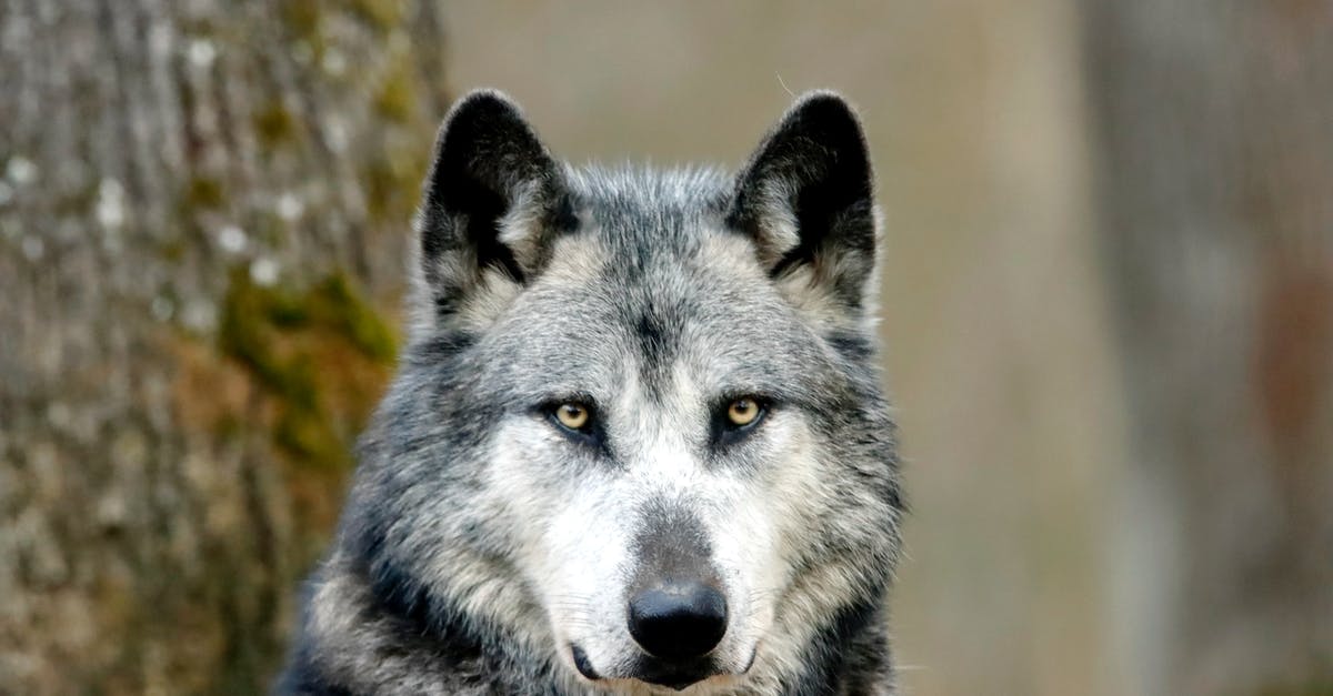 How to get a tamed wolf in a minecart? - loup How to get a tamed wolf in a minecart? - loup