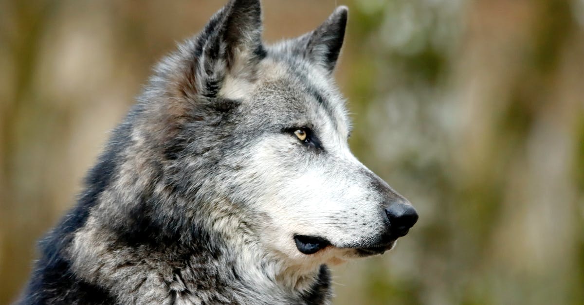 How to get a tamed wolf in a minecart? - loup How to get a tamed wolf in a minecart? - loup