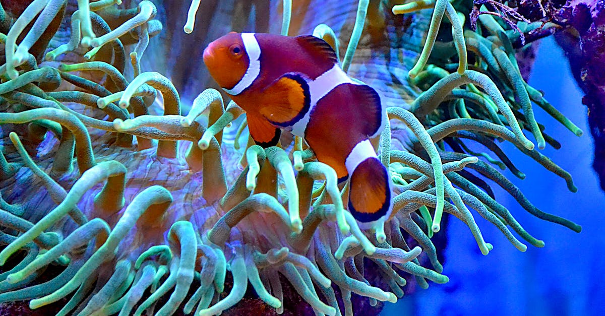 How to get around big fish in the well level? - Colorful anemonefish swimming in big aquarium How to get around big fish in the well level? - Colorful anemonefish swimming in big aquarium