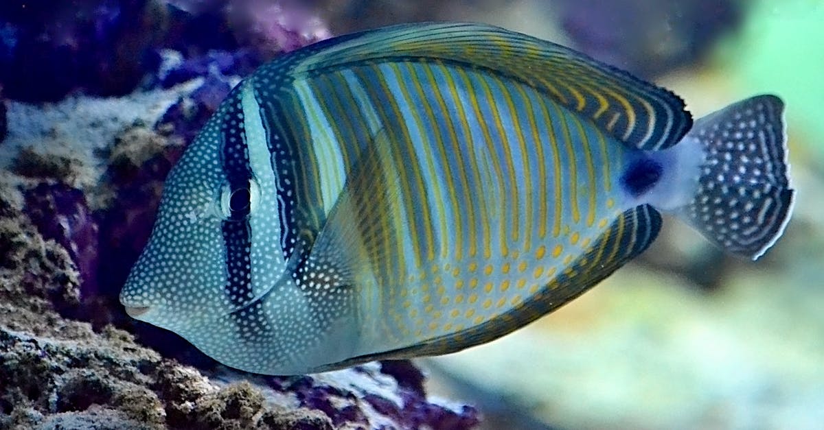 How to get around big fish in the well level? - Big striped zebrasoma fish near reef How to get around big fish in the well level? - Big striped zebrasoma fish near reef