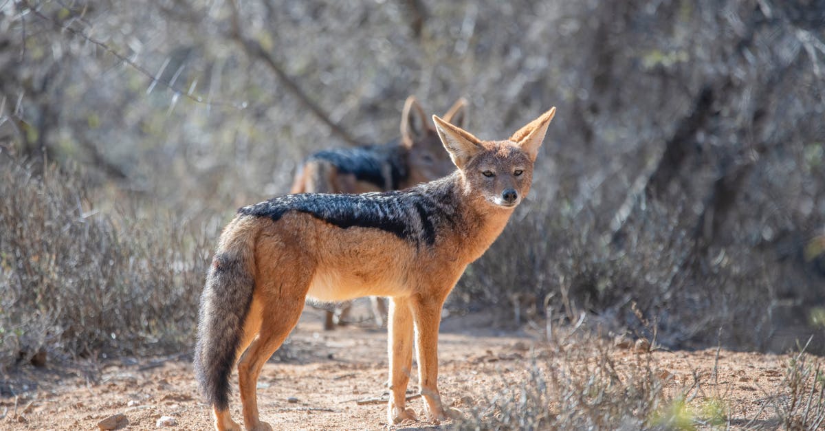 How to get custom (non-player) heads in minecraft 1.10 - Black and Red Fox Standing on Dirt Road Near Trees How to get custom (non-player) heads in minecraft 1.10 - Black and Red Fox Standing on Dirt Road Near Trees