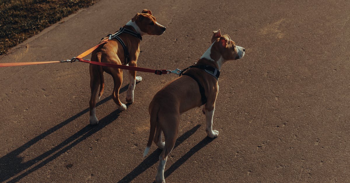 How to get double loot and XP from a Pokestop? - Purebred dogs with leashes standing on asphalt path How to get double loot and XP from a Pokestop? - Purebred dogs with leashes standing on asphalt path